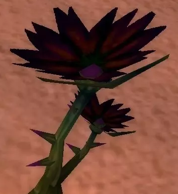 魔兽世界怀旧服黑莲花去哪采摘_wow怀旧服黑莲花在什么地方_西游网游